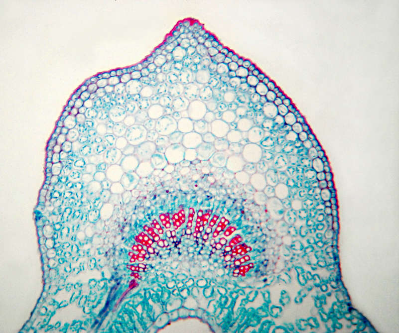 Cross section of a Jasmine leaf clearly shows the cells working together as one organism. Photo by Krzysztof Szkurlatowski.