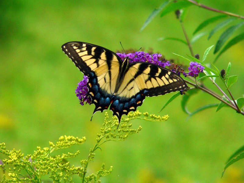 Swallowtail butterfly in its natural habitat. Photo by Dale Eurenius.
