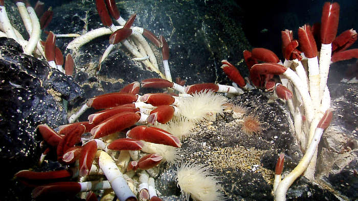 Even today, life thrives near hydrothermal vents. Image courtesy of NOAA Okeanos Explorer Program.